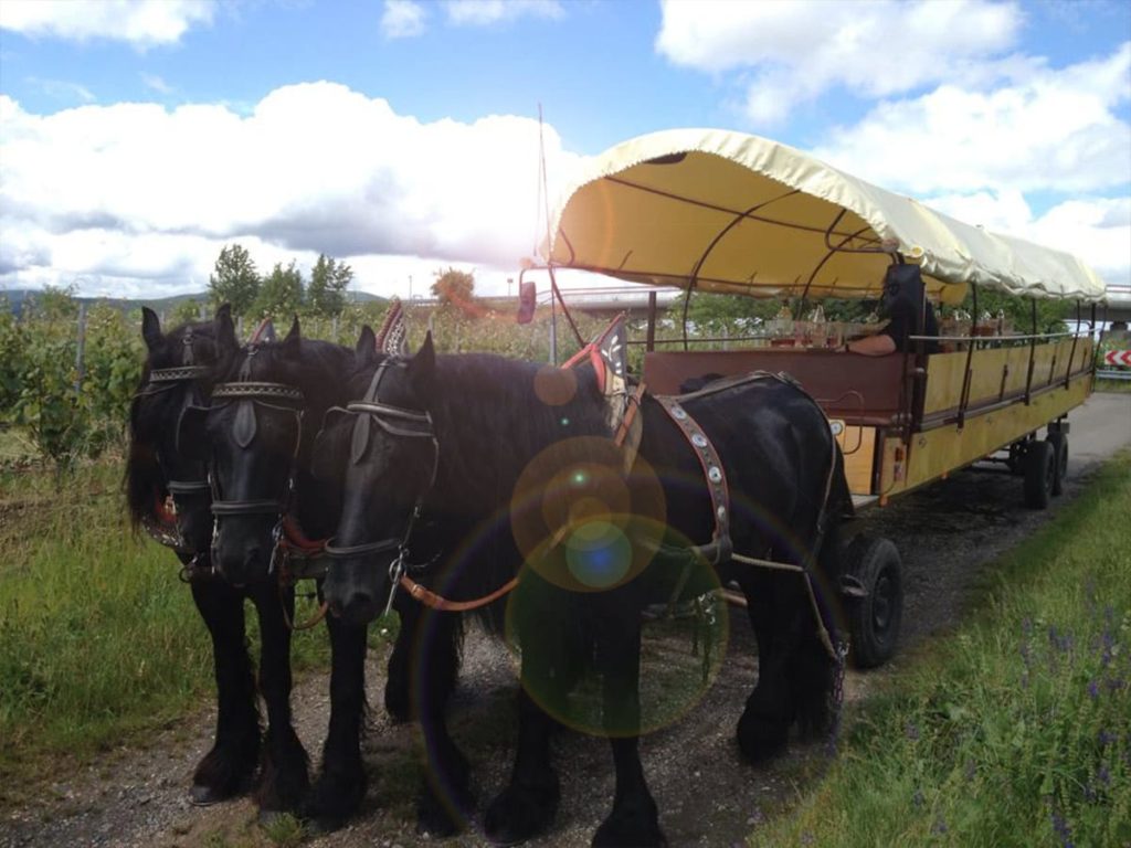 Elwetritschejagd im Planwagen, Weinstube Haardtblick