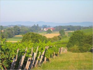 Typischer Südpfälzer Weitblick. "Weinstube zum Fuchsbau" in Vollmersweiler