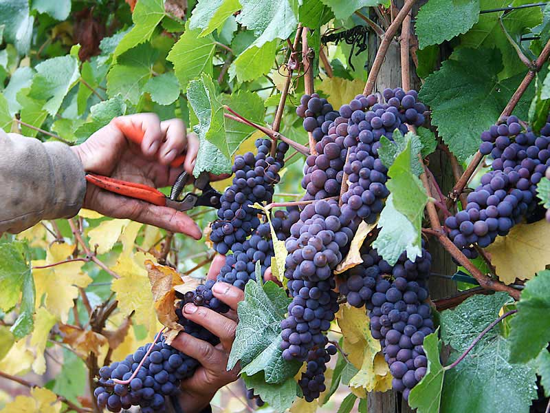 Weingut Raabe ins Sankt Martin