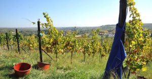 Bioweingut Nägle mit Gasthaus Zum Hirsch