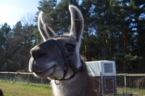 Lama in Völkersweiler in der Pfalz