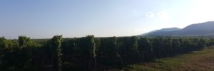 Weinberge in Sankt Martin in der Pfalz