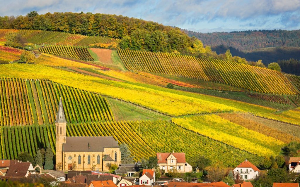 Weingarten in der Pfalz