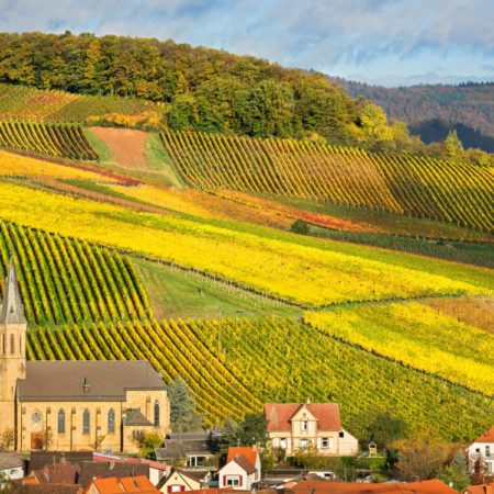 Weingarten in der Pfalz