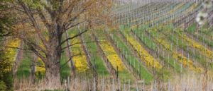 Weinberge in Hainfeld