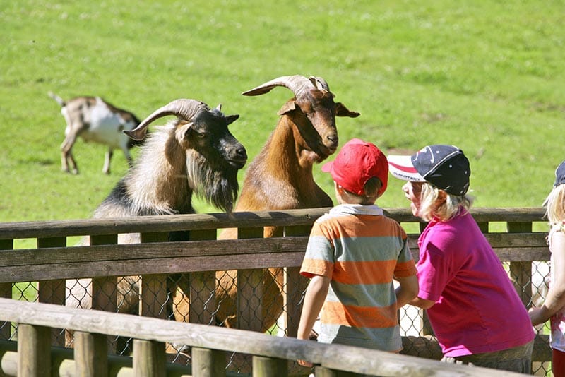 Kinder und Ziegen im Wild- und Wanderpark in Silz
