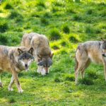 Wölfe im Wild- und Wanderpark in Silz
