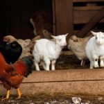 Zicklein und Hühner im Wild- und Wanderpark in Silz