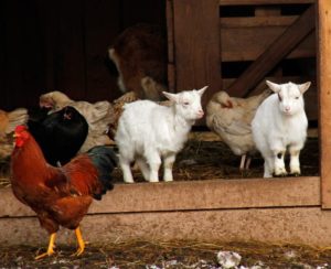 Zicklein und Hühner im Wild- und Wanderpark in Silz