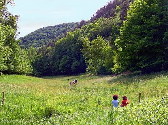 Waldidylle um den Paddelweiher