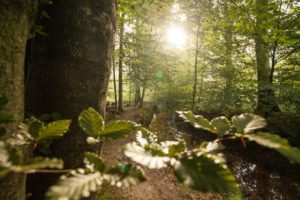 Waldromantik in der Südpfalz