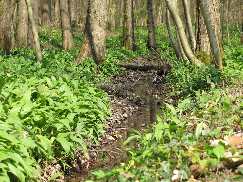 Erlebnis am Bach in der Südpfalz