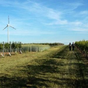 Weingut und Vinothek "Oberhofer" in Edesheim in der Pfalz