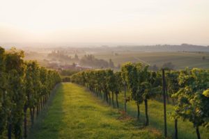 Weingut Franz Braun in Ranschbach