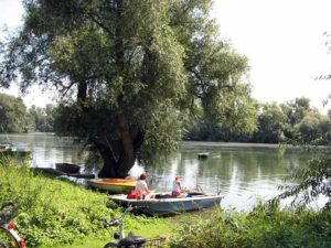 Am Altrhein bei Waldsee in der Pfalz