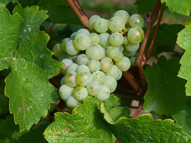 Riesling in der Pfalz