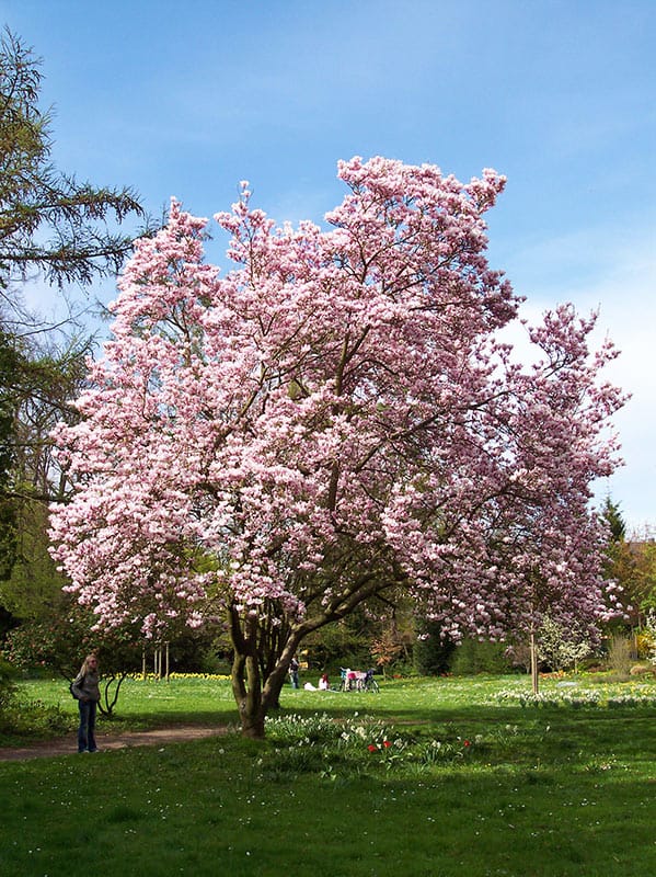 Mandelbaumblüte in Landau in der Pfalz