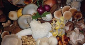 Pilze aus dem Pfälzerwald
