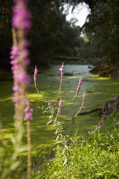 Romantische und mystische Plätze in der Südpfalz