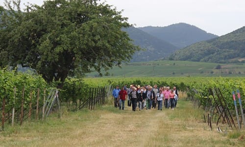 Weingut Glaser in Hainfeld