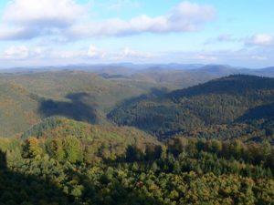 Naturpark & Biosphärenreservat Pfälzerwald - Blick vom Luitpoldturm aus