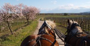 Rollende Weinproben sind beliebt