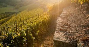 Weinbaugebiet Nahe - Weinbau im Alsenztal, Moscheltal und Appeltal