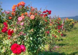 Rosenwandertag: Rosenwanderung durch die Weinlage "Rosengarten" in Kapellen-Drusweiler in der Pfalz