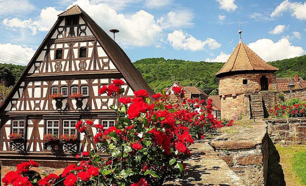 Rosenwochen in Dörrenbach in der Pfalz - Gästewanderwoche "Wald - Reben - Rosen"