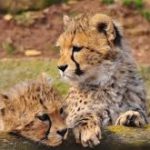 Zoo Landau