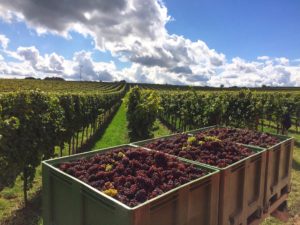 Weinlese in der Pfalz