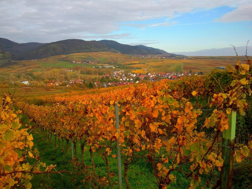 Herbst in der Pfalz