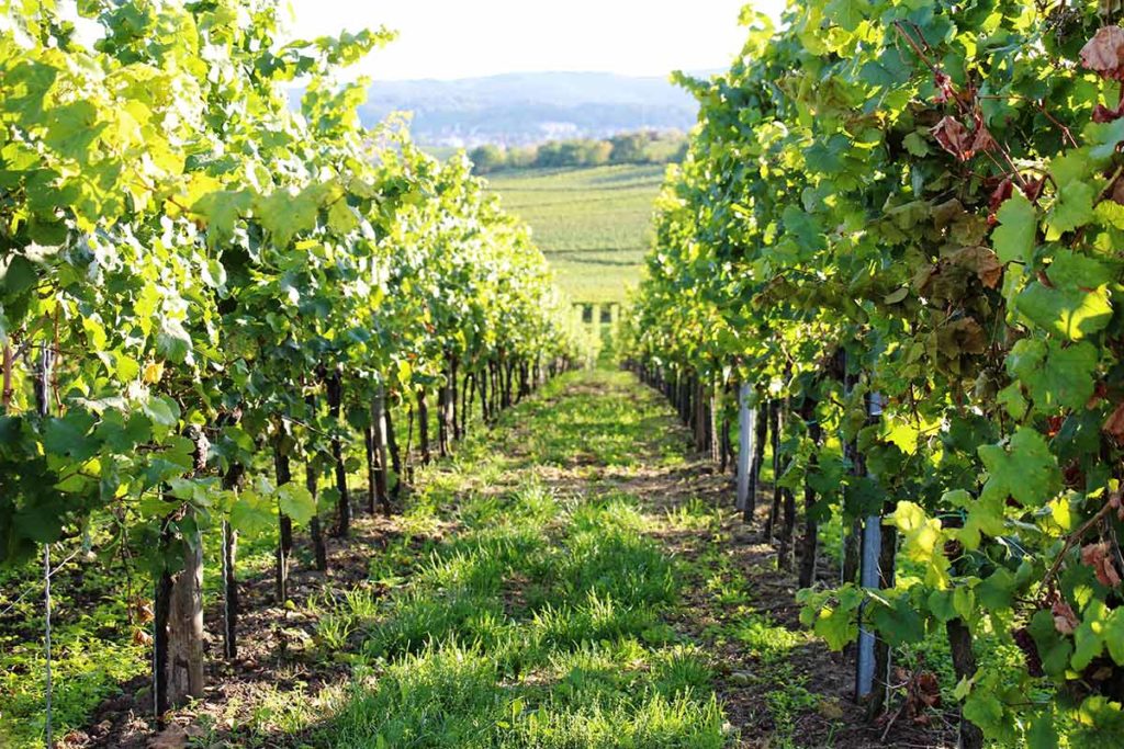 Weinberg Weingut "Wolf" in Bad Dürkheim - Ungstein in der Pfalz