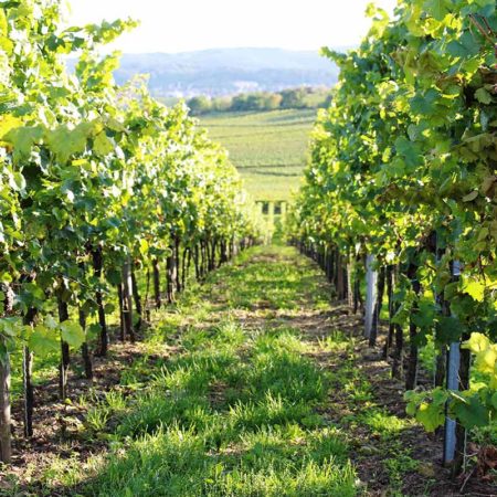 Weinberg Weingut "Wolf" in Bad Dürkheim - Ungstein in der Pfalz