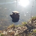 Schildkröte beim Sonnenbad am Hilschweiher