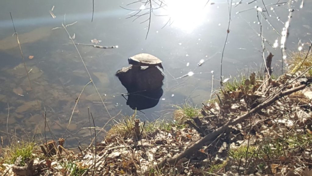 Schildkröte beim Sonnenbad am Hilschweiher