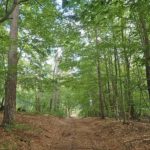 Waldlandschaft Eiswoog
