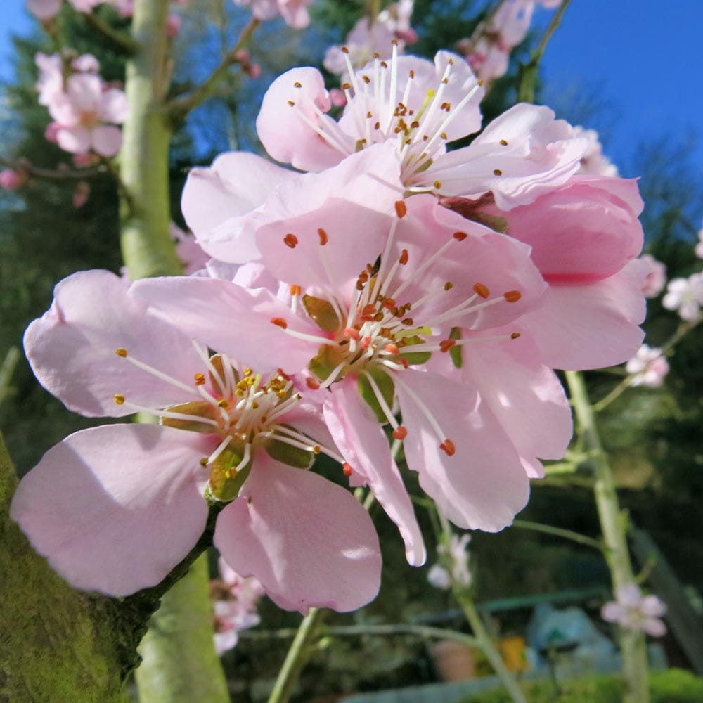 Mandelblüte - Neustadt - Gimmeldingen in der Pfalz