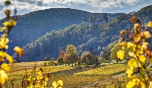 Der Blick auf die Burgruine Landeck bei Klingenmünster in der Pfalz im Herbst