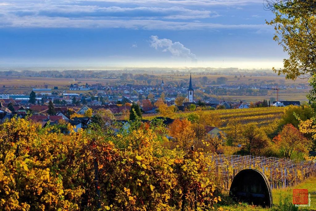 Blick auf Maikammer in der Pfalz © Bernhard Wingerter