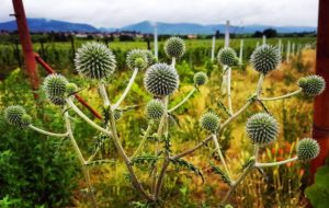 Drüsenblättrige Kugeldistel im Pfälzer Weinberg