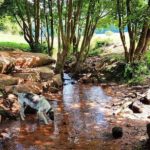 Der Modenbach in der Pfalz