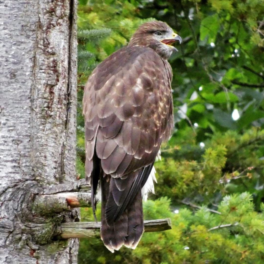 Pfälzer Mäusebussard im Tannenbaum