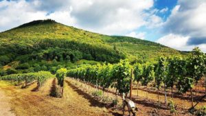 Pfälzer Weinberge im Sonnenschein