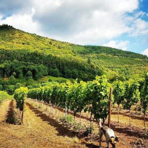Reihen von Weinreben vor einem bewaldeten Hügel unter blauem Himmel mit Wolken; ein kleiner Hund schnüffelt am rechten Rand.