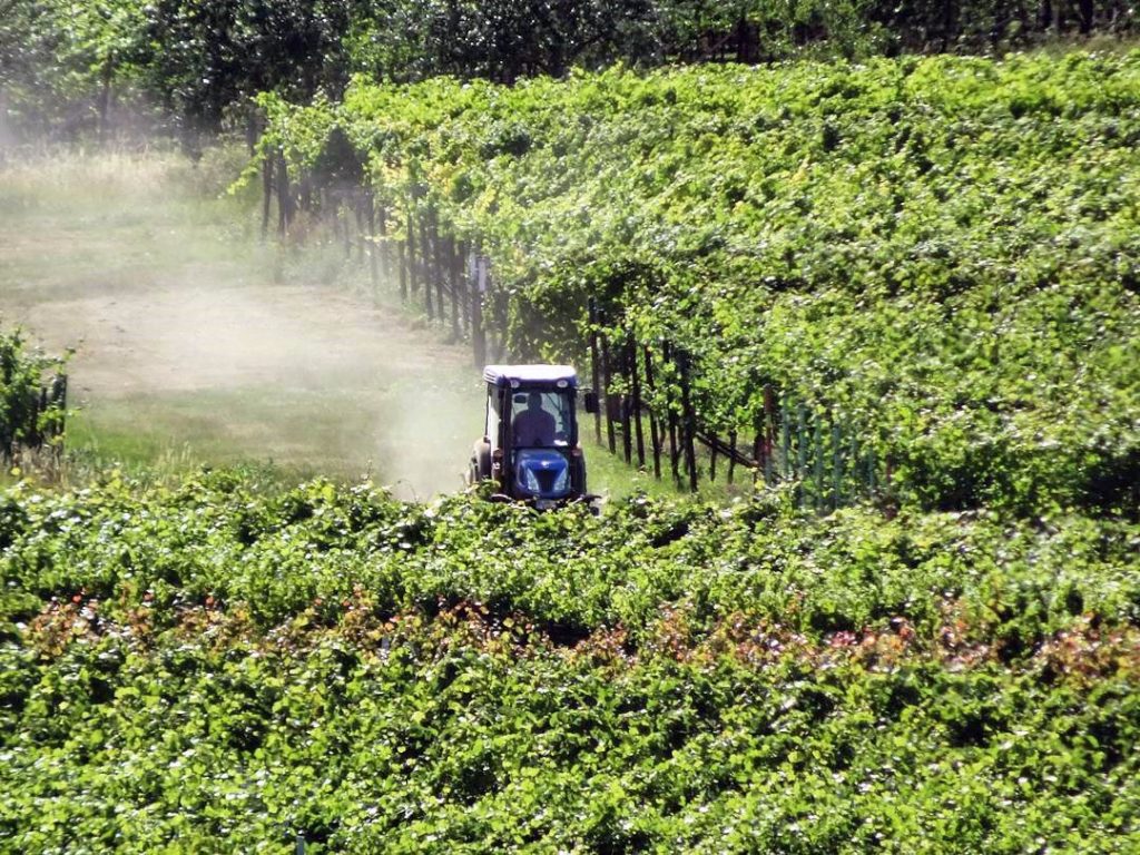 Pfälzer Winzer bei der Arbeit im Weinberg