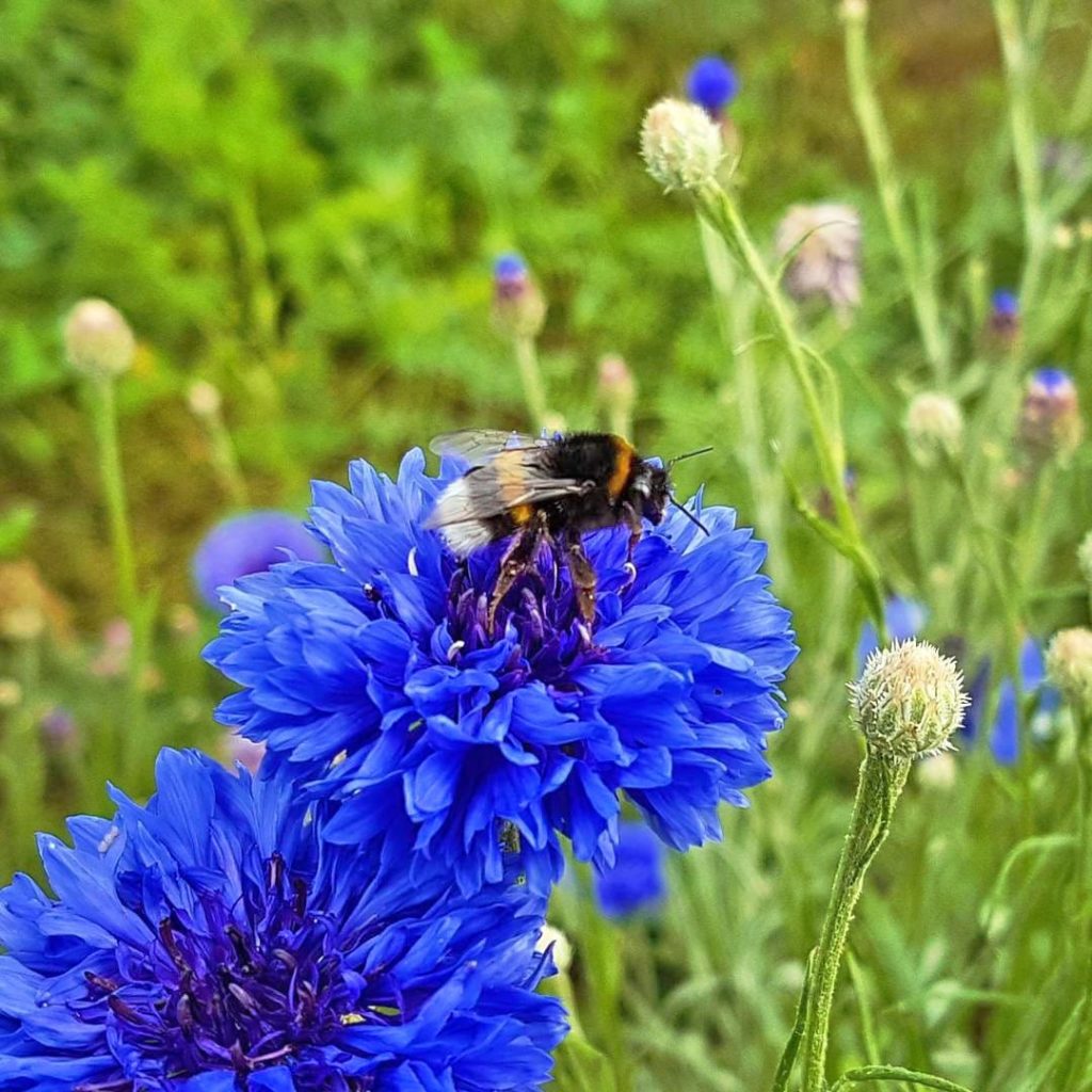 Pfälzische Kornblumen mit Erdhummel