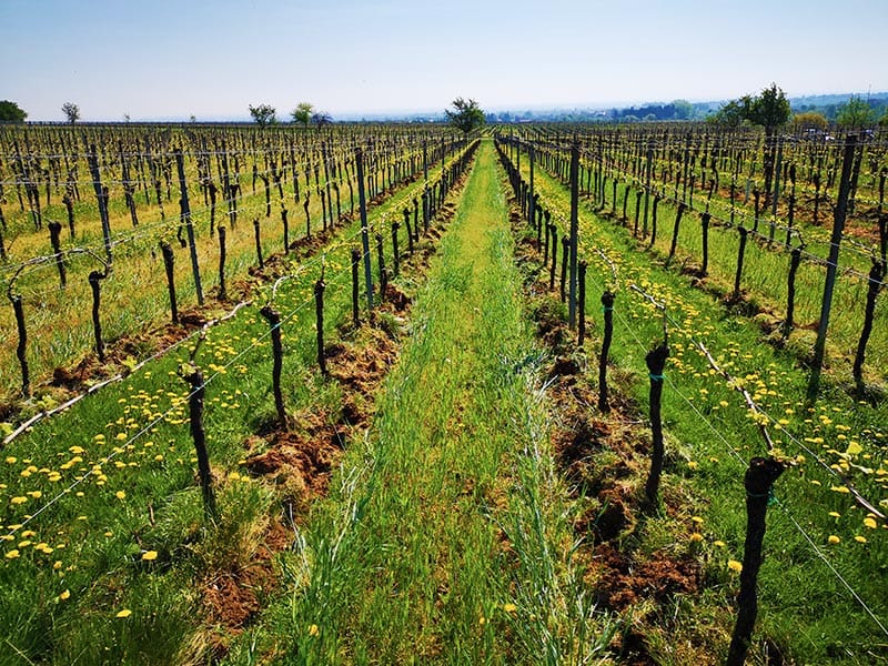 Weinberg in Gleisweiler in der Pfalz