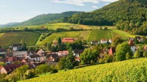 Leinsweiler in der Pfalz, Weinberge