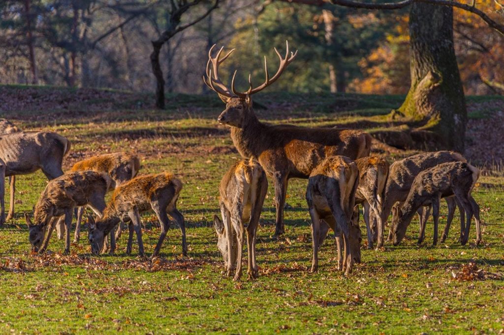 Pfälzer Hirsche - Foto: Andreas Ott